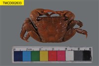 藏品(雙齒近相手蟹)的圖片